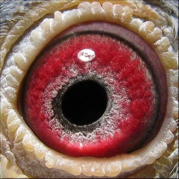 鸽眼【鸡黄绿】(此类的黄眼是鸽眼中最难配对的)砂眼分类