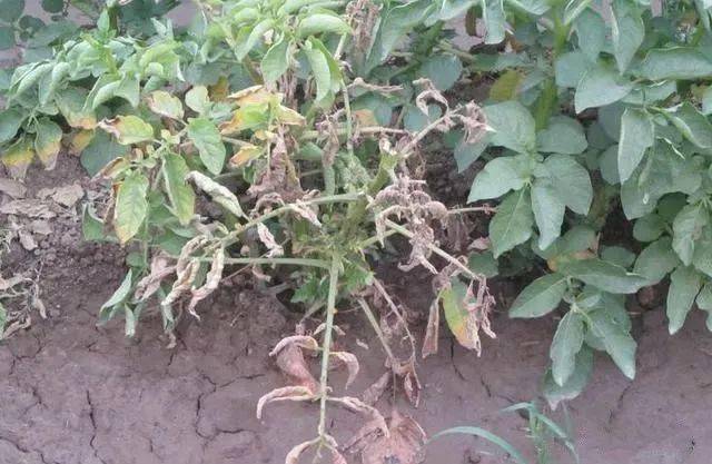 马铃薯软腐病环腐病发生规律和防治方法