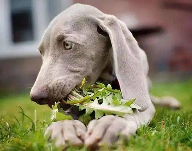 自家狗子居然吃草!是家里的饭不香吗?_狗狗