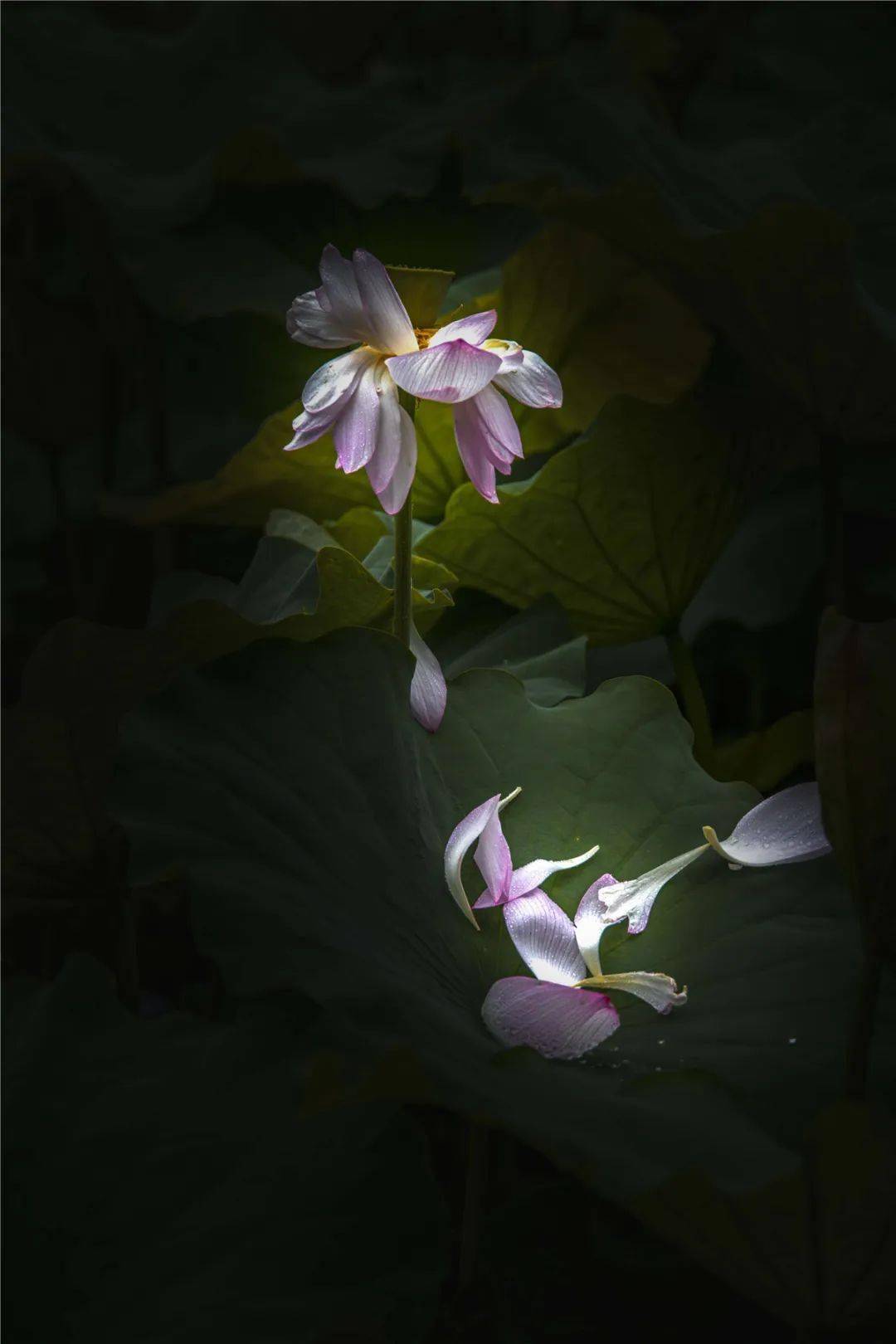 《紫色睡莲》04竹海云天《雾竹迷人》《竹海染青山》《竹向云天》