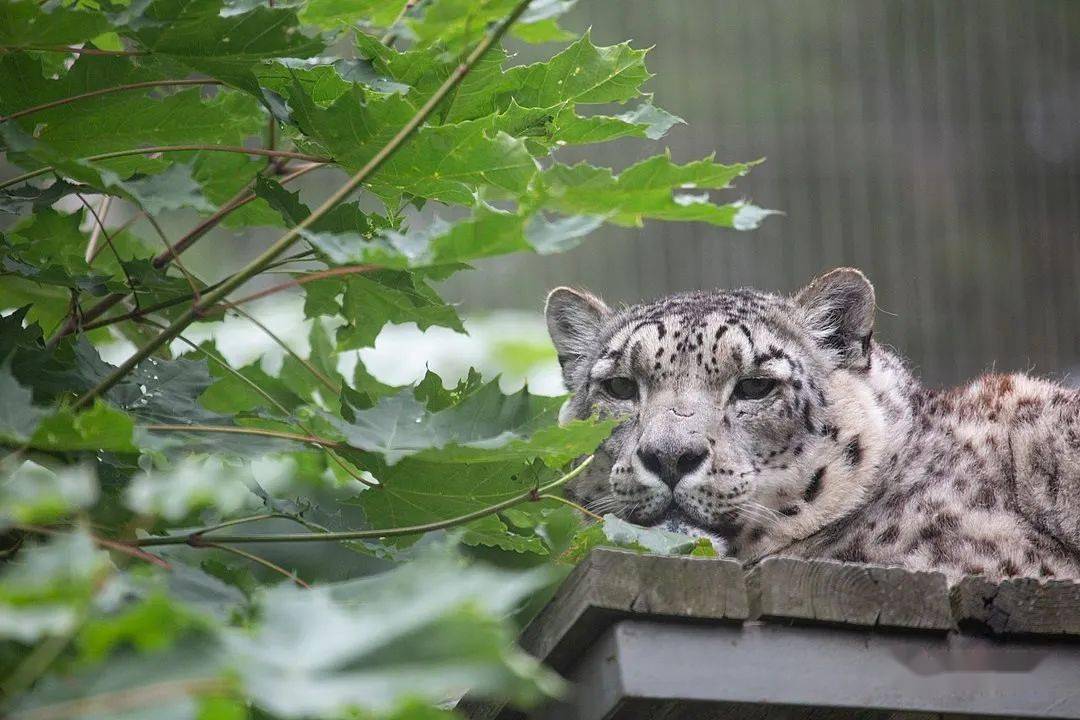 korkeasaari动物园岛阿拉斯海水游泳池位于赫尔辛基城市中心地带,是一