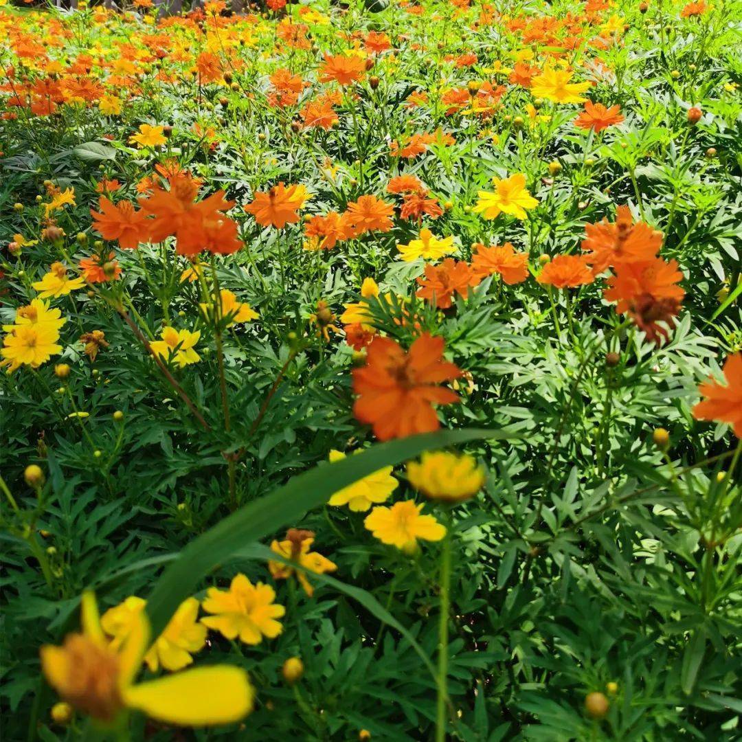 仙岳山公园上万株硫华菊处于盛放期,金色海洋美不胜收~_花海