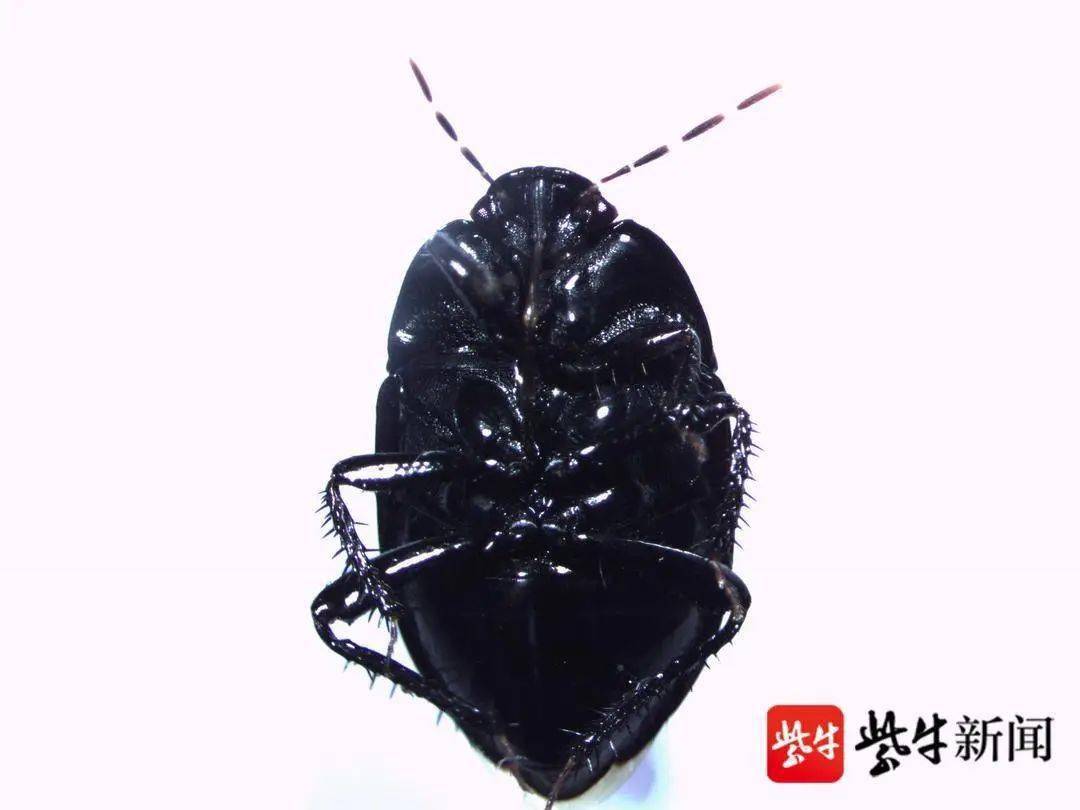 常州市民,土蝽大爆发请注意关闭门窗!