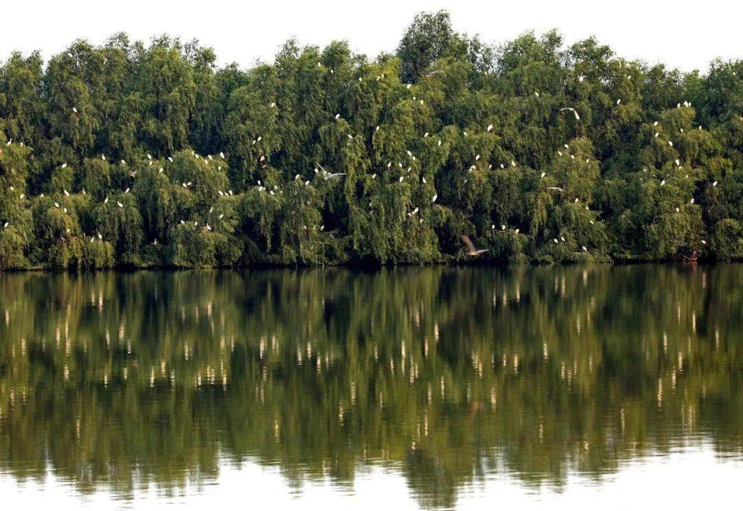 湿地知多d无瓣海桑