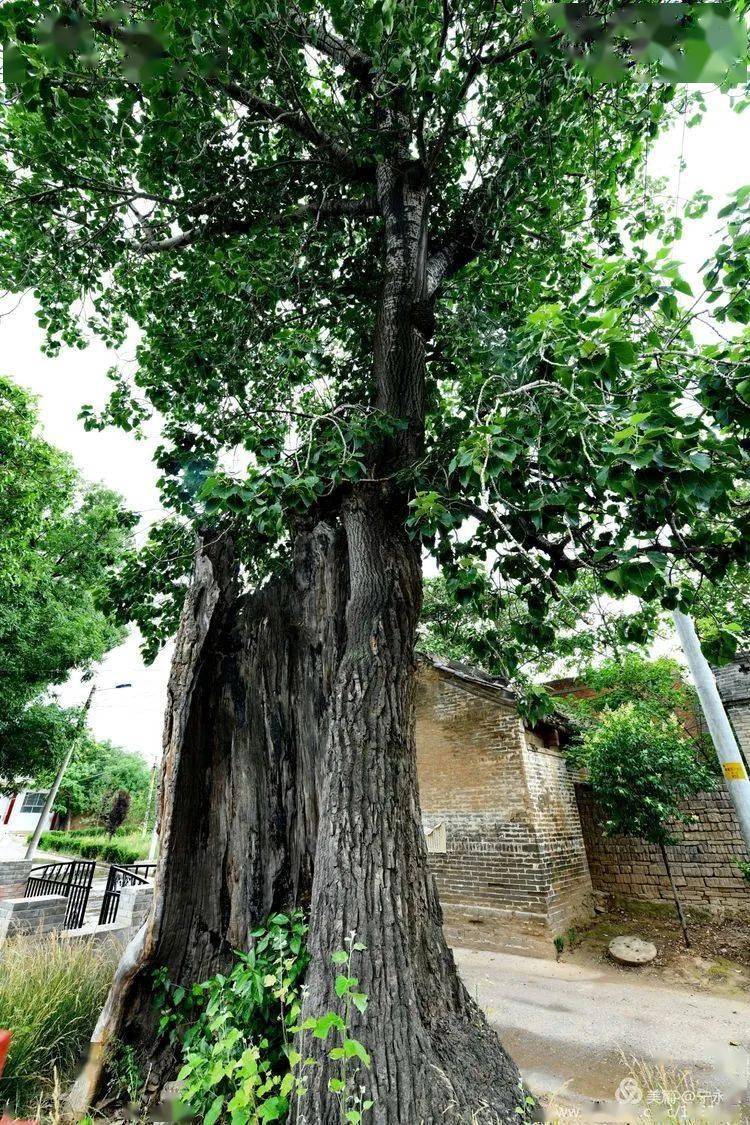 竹園村槐樹桑樹坪竹園村160年槐樹桑樹坪楊灣村350年楊樹楊灣村400年