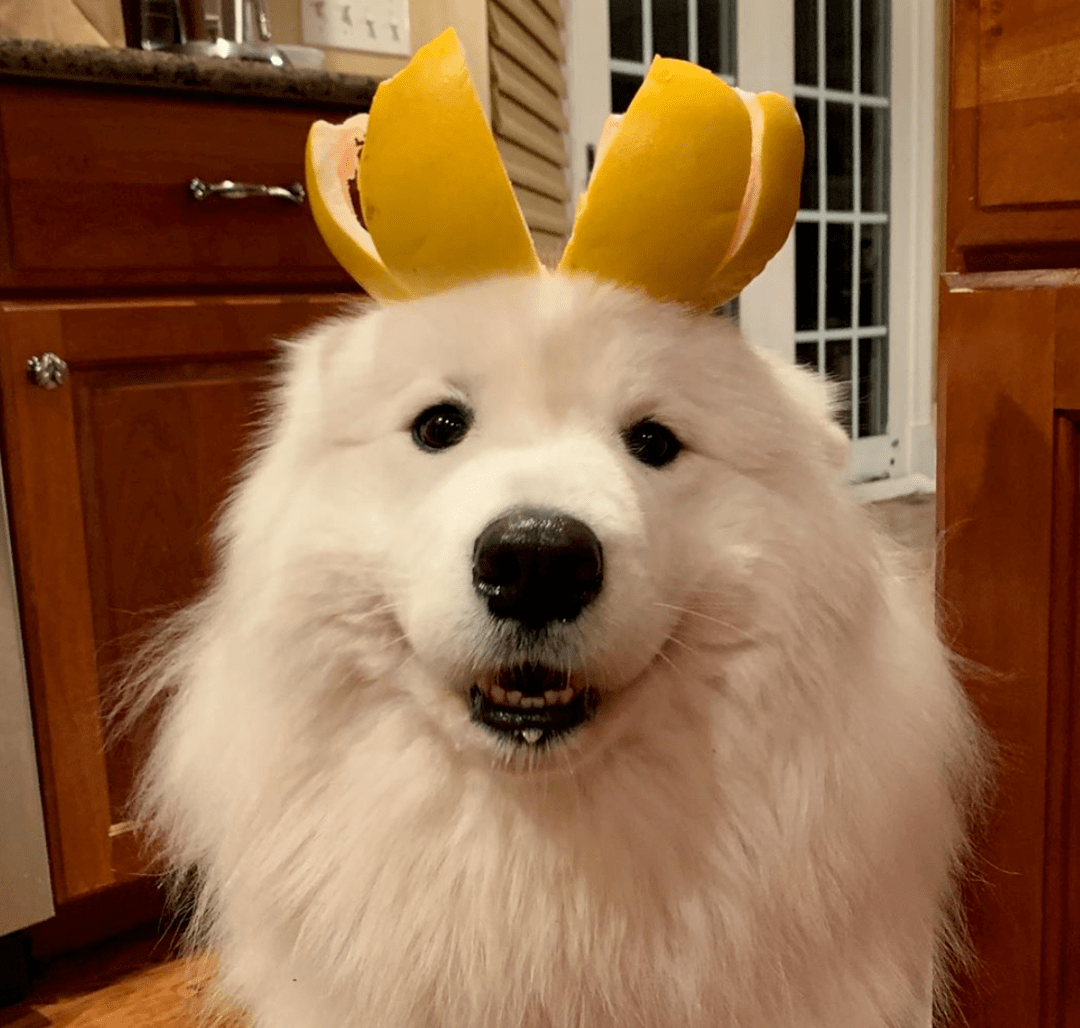 解读一下这个眼神它大概是在想"这沙雕到底什么时候上班"吧返回搜狐