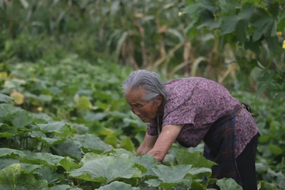 94岁的老人种地喂鸡鸭鹅精神好