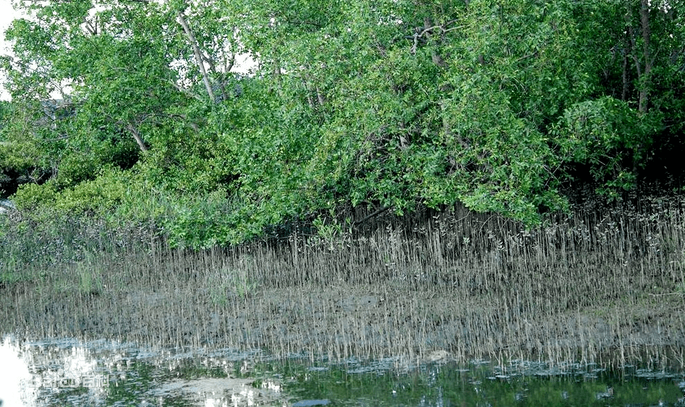 湿地知多d无瓣海桑