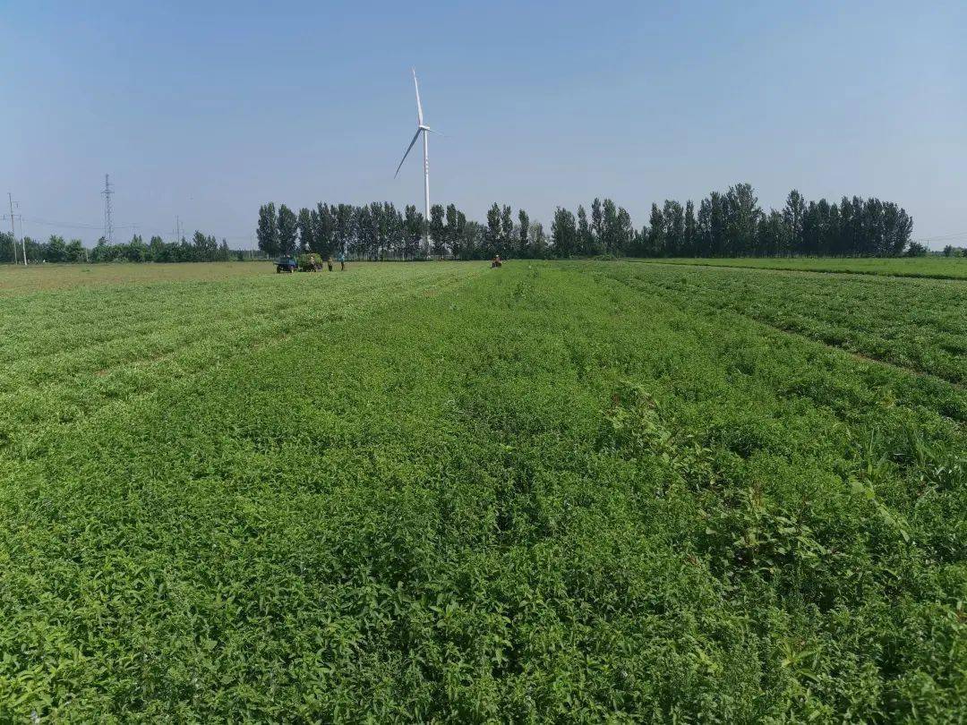 【镇街】殷巷镇12000亩留兰香(薄荷)正在集中收获_种植