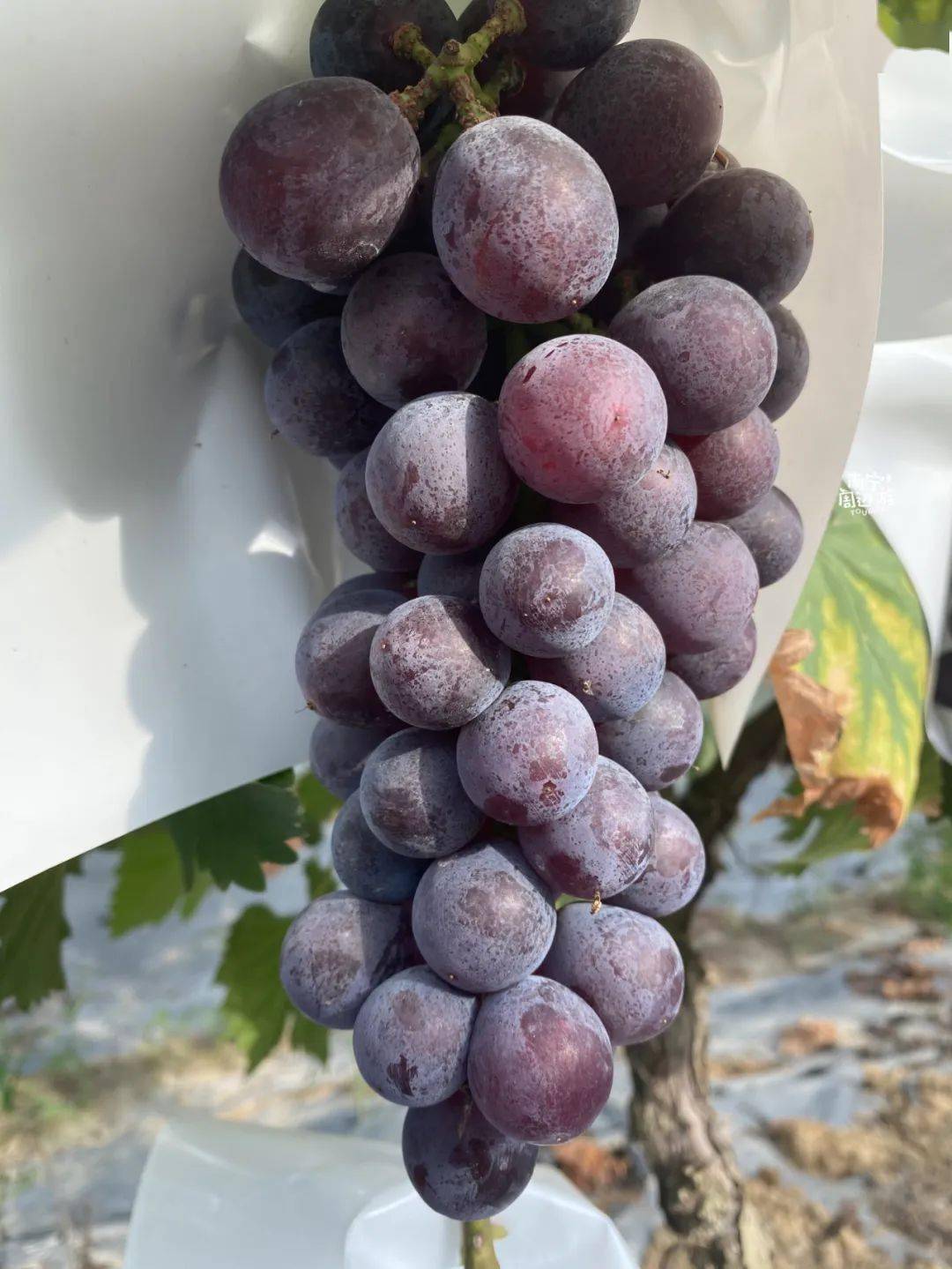 南宁葡萄采摘攻略!狗尾巴草,粉色教堂,老街,古渡…周末出游看这就够了