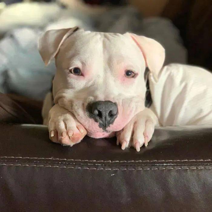 每当被狗狗深情凝视,总觉得自己是世界上最幸福的人!_眼神