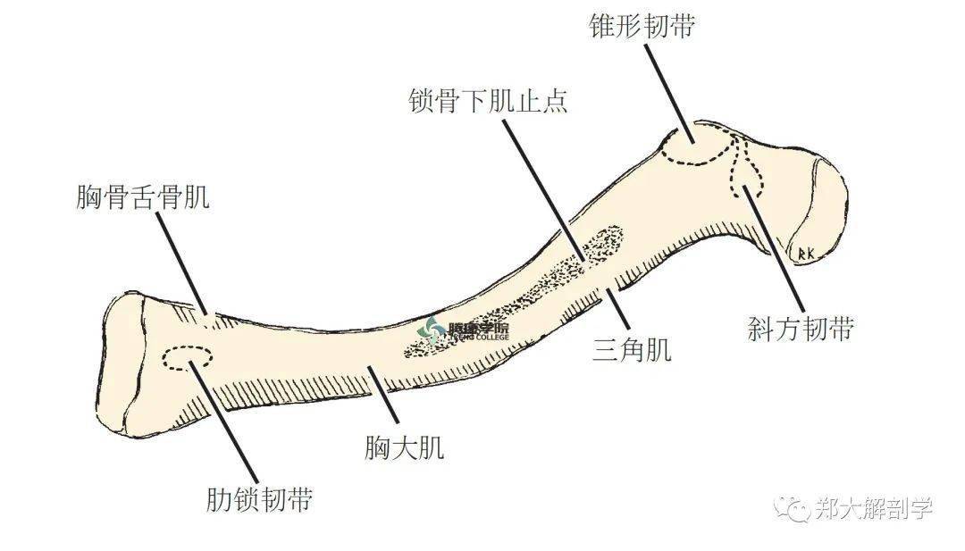 人体锁骨结构图图片