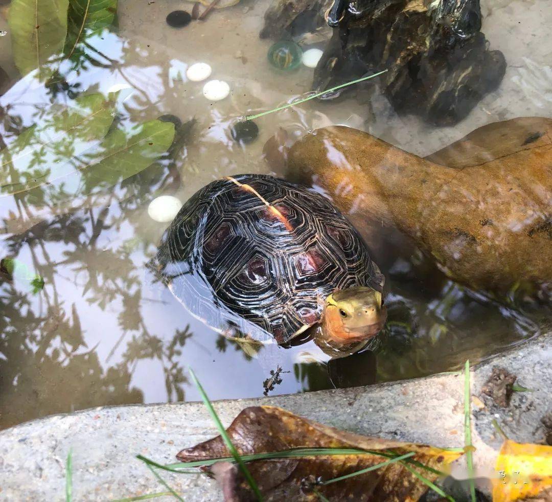 乌龟的另类混养,你现在是不是正在尝试?_水龟