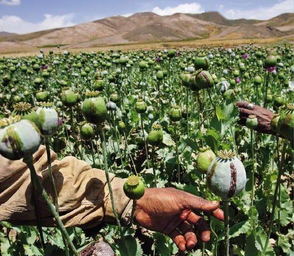 从毒品的来源看,可分为天然毒品,半合成毒品和合成毒品三大类.