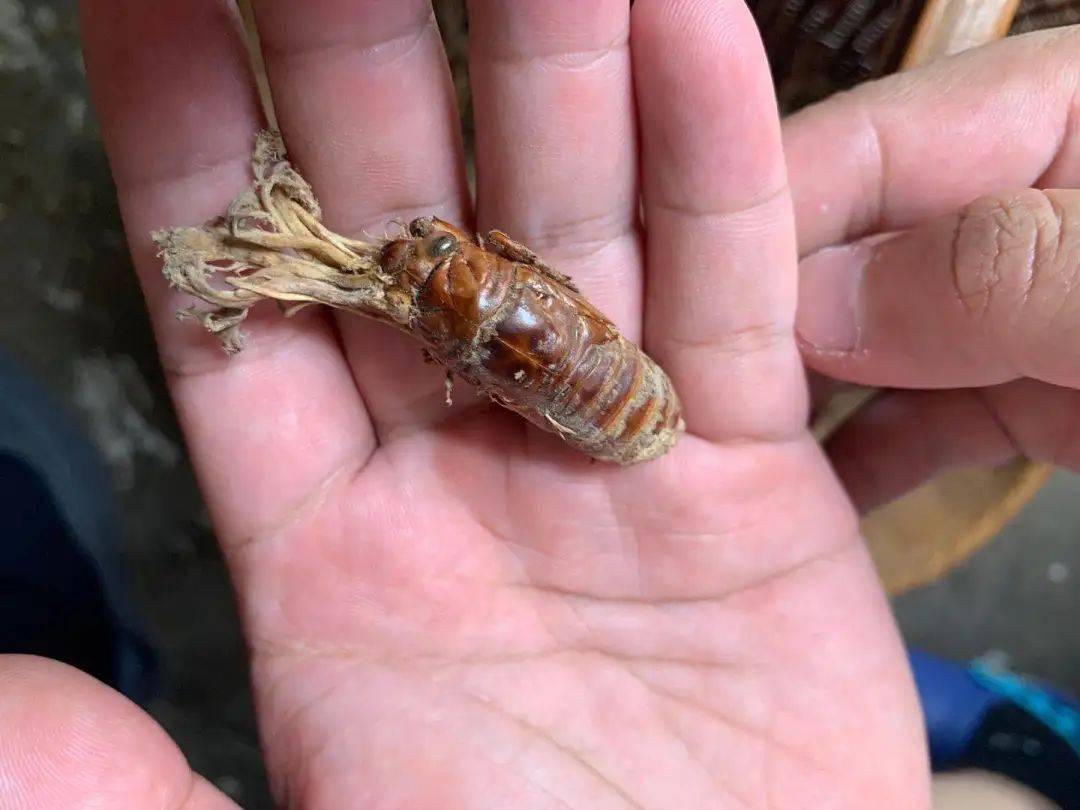 丽州本草虫非虫草非草永康这种草药生长原理与冬虫夏草相似