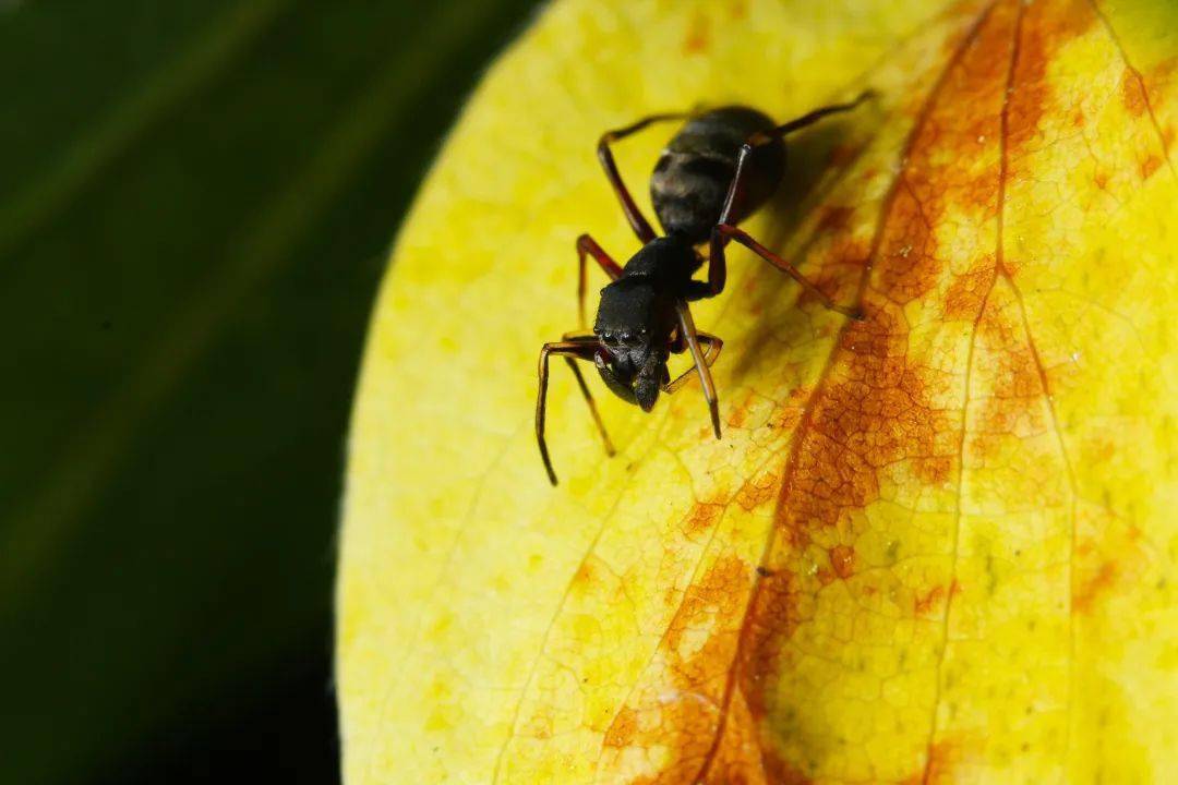 余3组名额好大秦岭超燃昆虫探秘之旅