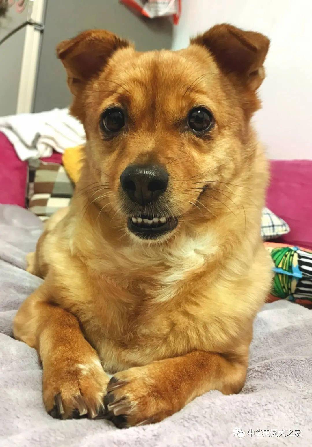 帅气可爱的中华田园犬又来了