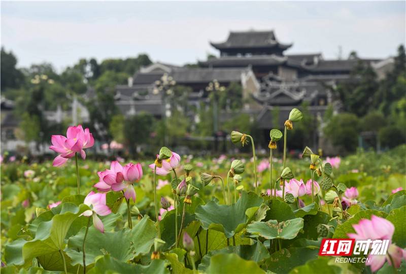7月11日,道县楼田村荷花进入盛花期.
