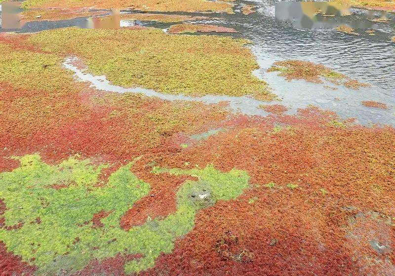 入门级水草—满江红