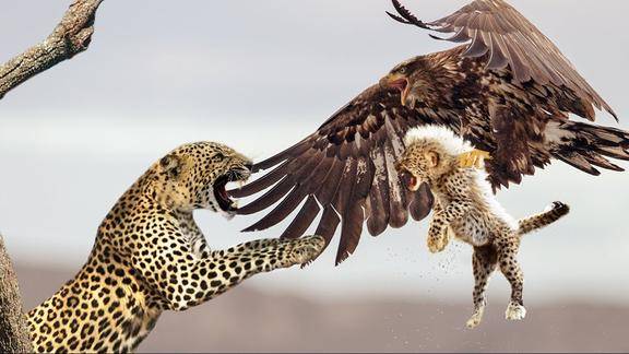 老鹰抓走小豹子,母豹子为了报仇,直接爬到树山将老鹰咬死!