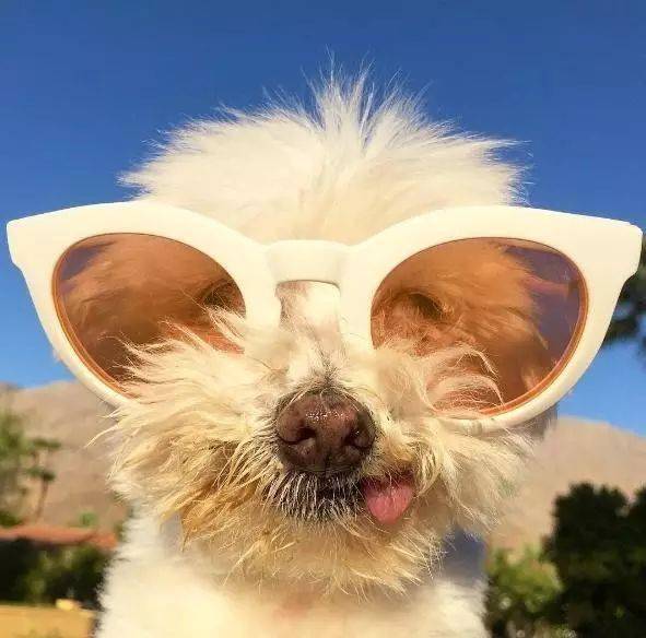 ins上这只网红狗狗竟还有这样的过去?