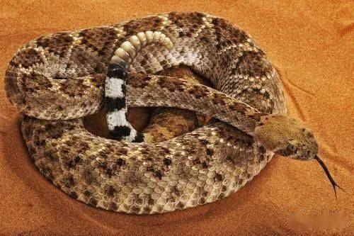 有着响尾蛇导弹之称的菱斑响尾蛇在野外小心他的死亡警钟