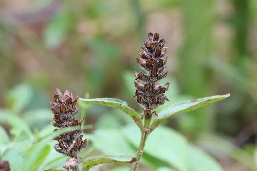 夏枯草它真的枯了