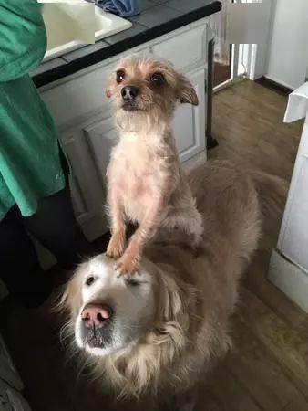 小狗踩在金毛头上跟主人讨吃,两只狗合体,让第三只狗狗吃醋了