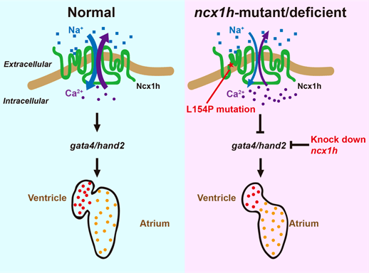 最新进展揭示钠钙交换体 在斑马鱼心室肌细胞形成中起着至关重要的
