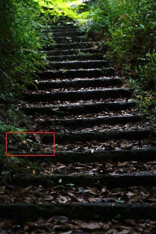 吓人诸暨发现一座蛇山好多好多蛇