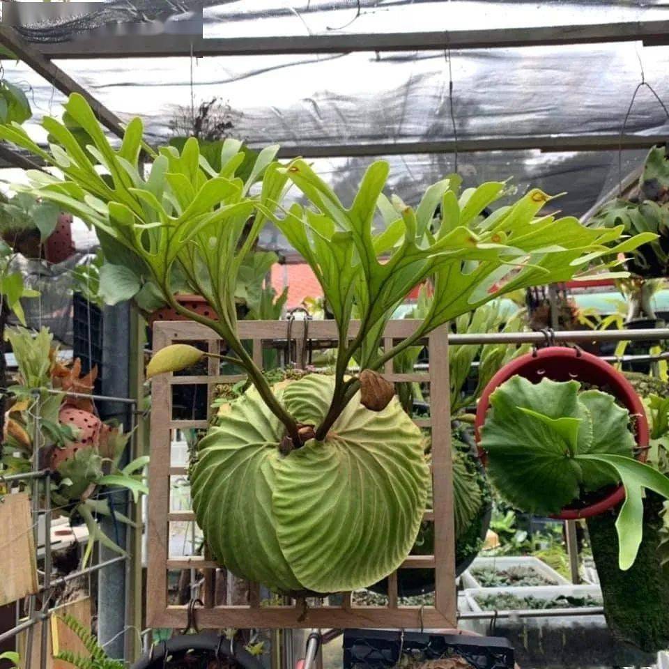 高颜值ins网红绿植——天然灵动,神秘优雅的鹿角蕨