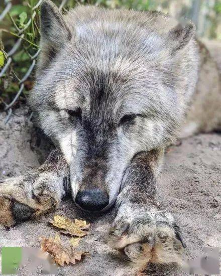 然而,等她仔细一看 这头狼居然对自己没恶意,全身也都是伤口