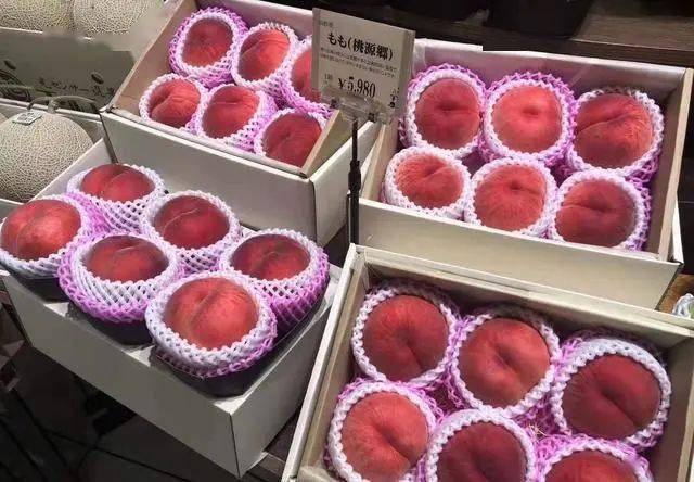 1300元一颗的日本大樱桃,值得在我国引种吗?