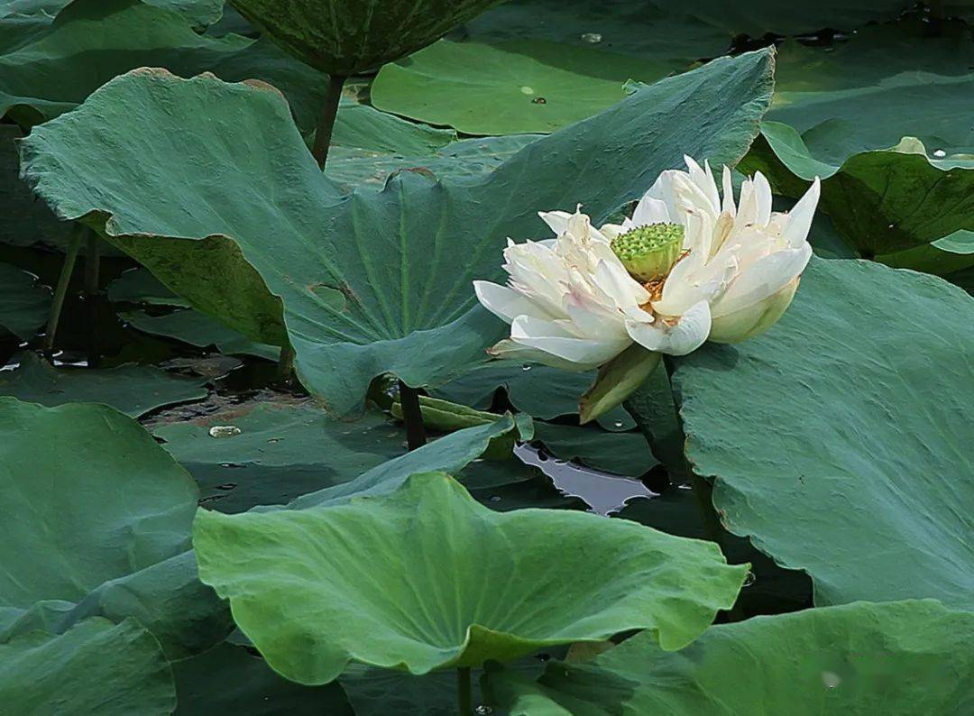 还有姹紫嫣红的睡莲除了荷花可就不一样了在市文化中心的后花园是花海