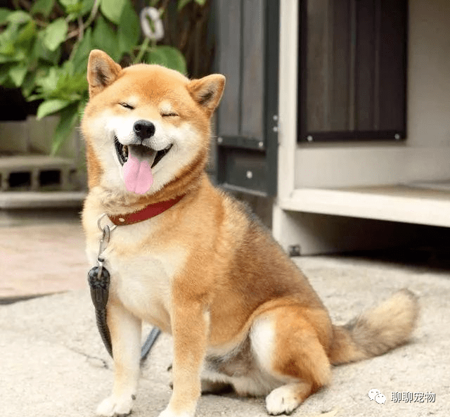 年度微笑达人柴犬一笑简直融化人心