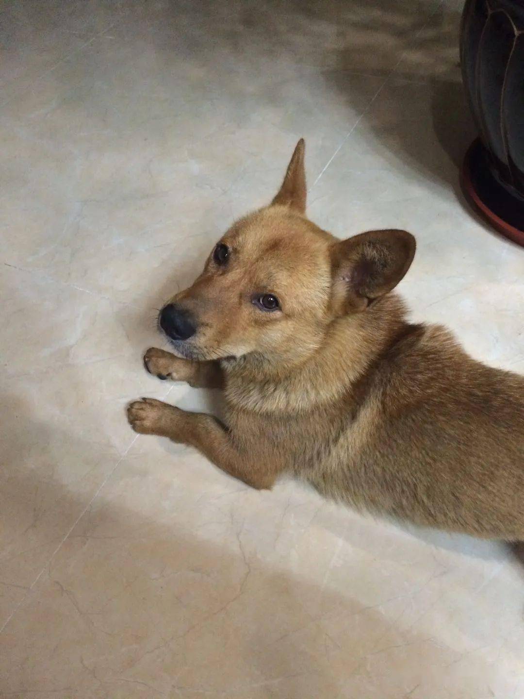 那些流浪狗原来个个颜值都这么能打