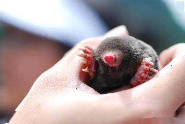 辟谣鼹鼠是老鼠的一种错它们以前是食虫目现在是真盲缺目