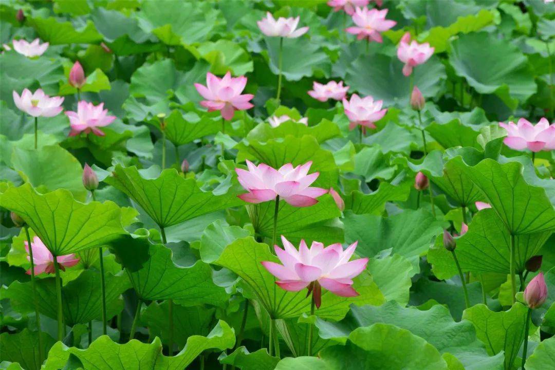 仲夏七月,一池灵动的荷花!