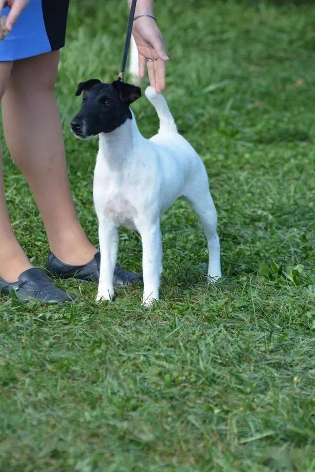 每日一王者wicked美国akc平毛猎狐梗母犬no1