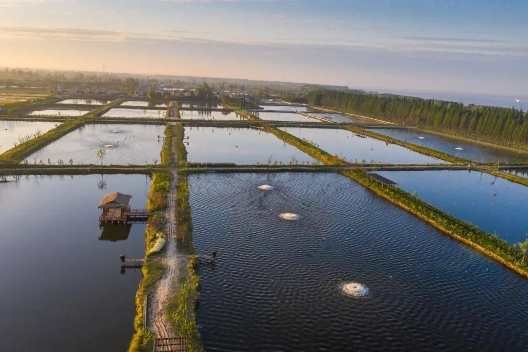 崇明这一片鱼塘,美得像公园!_养殖