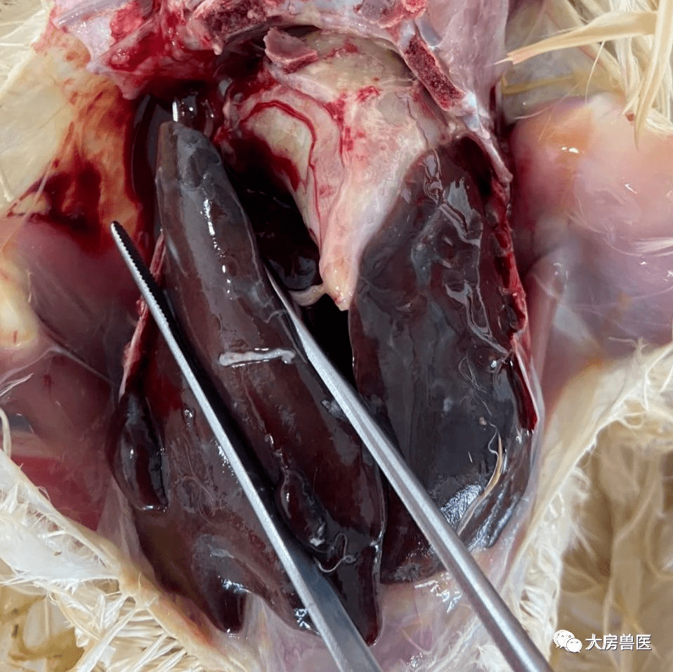 壁浑浊,增厚,附有片状黄白色干酪样物,有的卵泡破碎,粘附在肠管浆膜面