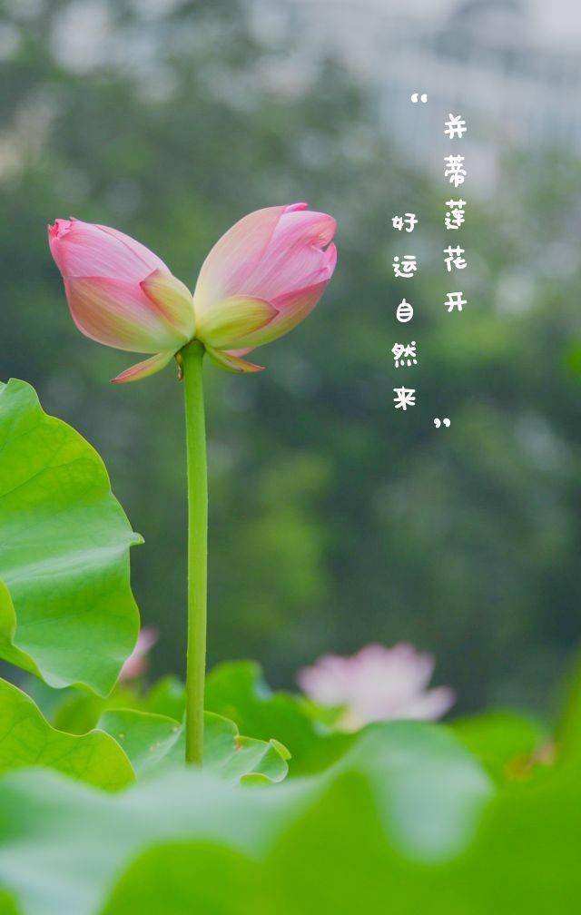 并蒂莲花开,好运自然来!