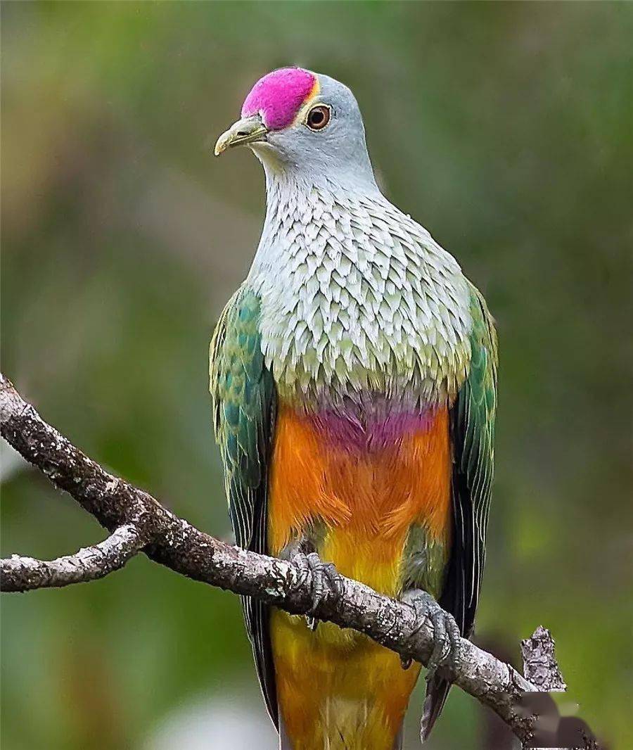 天上飞来一只彩虹鸟太美了