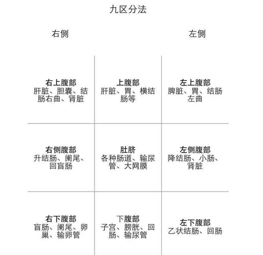 胸腹部位划分图图片