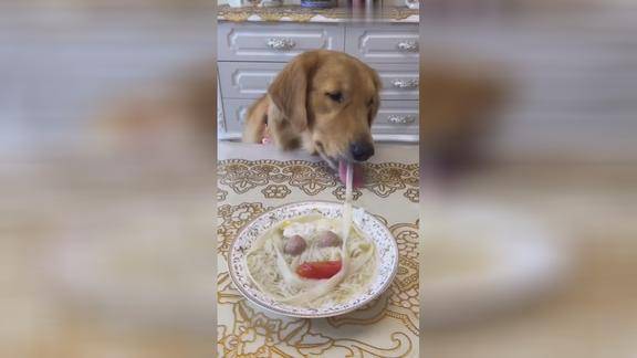 吃长寿面我只服狗哥