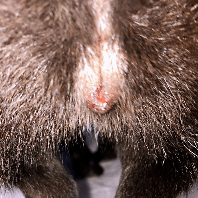 术后一个月 患犬出现接受公犬爬跨,外阴肿胀及血性分泌物,颜 色从红