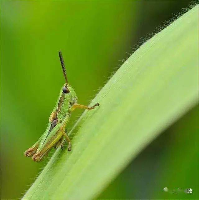 凉过冰镇汽水~大美和政的绿水青山,让人想全身跃入_县城