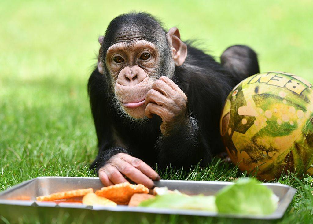 加长版三伏天来了! 盘点动物消暑妙招
