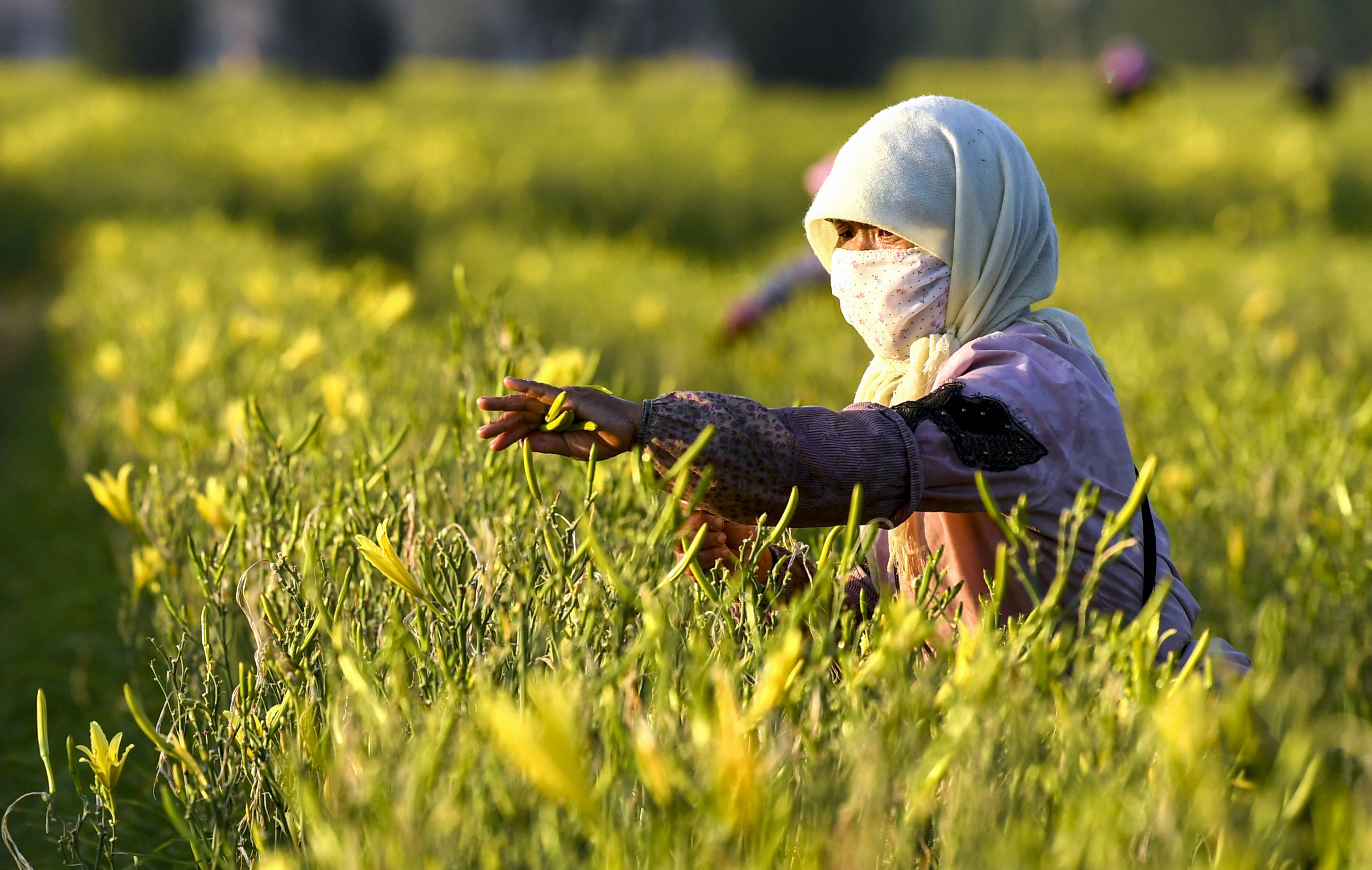 宁夏盐池:黄花菜开出金色致富路_惠安堡镇