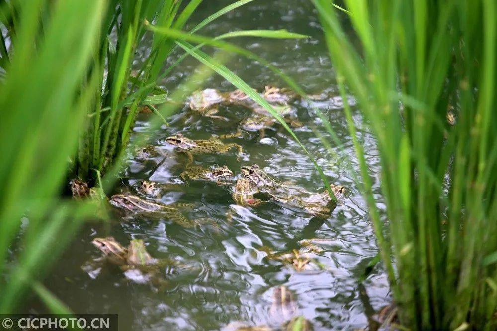 新华社关注泰州这片稻田视角独特